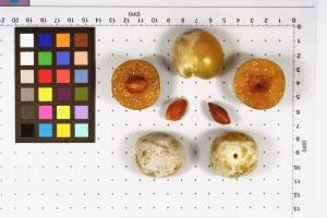 Click for 1 image(s) for this accession. FRUIT